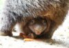 Neugierige erste Blicke - Der kleine Wombat-Junge entwickelt sich prächtig