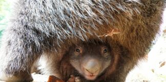 Neugierige erste Blicke - Der kleine Wombat-Junge entwickelt sich prächtig