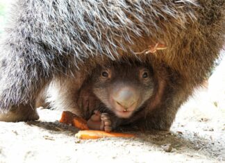 Wombat-Nachwuchs im Erlebnis-Zoo Hannover lüftet Geheimnis Neugierige erste Blicke - Der kleine Wombat-Junge entwickelt sich prächtig