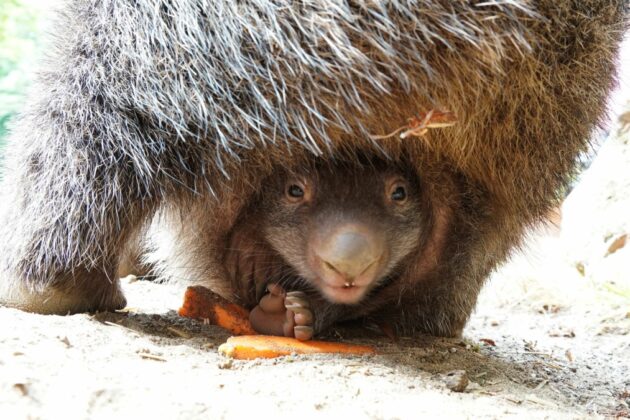 Neugierige erste Blicke - Der kleine Wombat-Junge entwickelt sich prächtig
