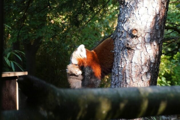 Roter Panda-Weibchen Fine trägt ihr Jungtier über die Außenanlage