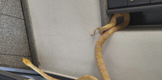 Python-Schlange