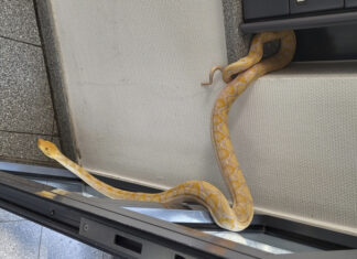 Herrenloser Python in Stöcken eingefangen Python-Schlange