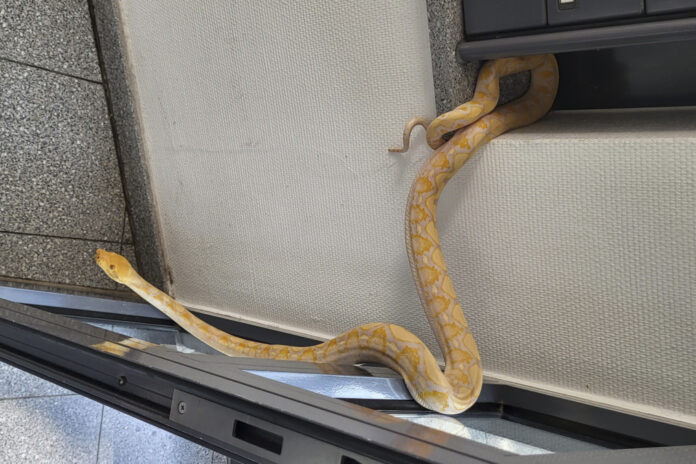 Python-Schlange