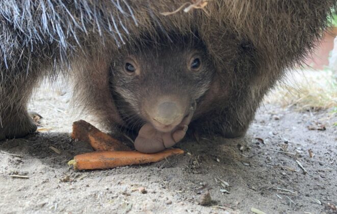 Wombat-Nachwuchs im Erlebnis-Zoo Hannover.