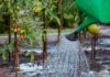 Gießen im Garten mit der Wasserkanne