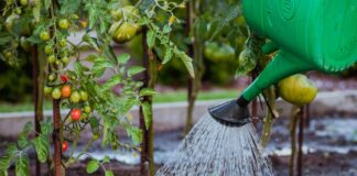 Gießen im Garten mit der Wasserkanne