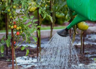 Gießen ja, pumpen nein: Auch für den heimischen Garten gelten Regeln Gießen im Garten mit der Wasserkanne