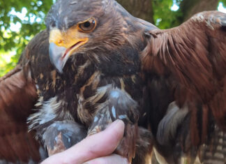 Greifvogel verfängt sich in einem Baum Feuerwehreinsatz