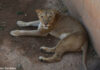 Berberlöwin Zara im Erlebnis-Zoo Hannover eingetroffen.