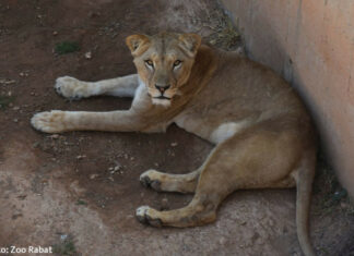 Berberlöwin aus Marokko im Erlebnis-Zoo Hannover eingetroffen Berberlöwin Zara im Erlebnis-Zoo Hannover eingetroffen.