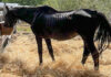 Pferd