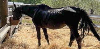 Pferd