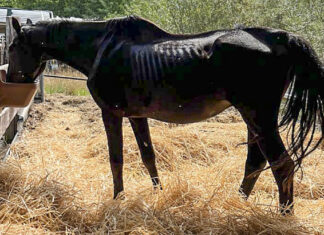 Älterer Hengst in fürsorgliche Hände abzugeben Pferd