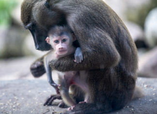 Nachwuchs bei stark bedrohter Affenart im Erlebnis-Zoo Hannover Das erste Jungtier bei den Drills in „AFI MOUNTAIN“