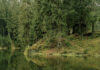 Martin Henze - Grumbacher Teich 2009
