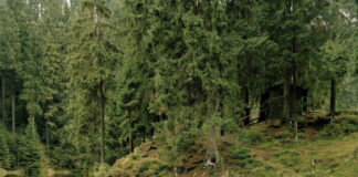 Martin Henze - Grumbacher Teich 2009