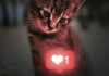 Haustier/Katze vor Like-Button