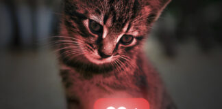 Haustier/Katze vor Like-Button