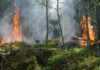 Waldbrand
