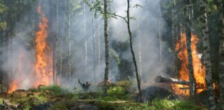 Waldbrand