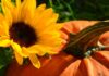 Sonnenblume mit Kürbis