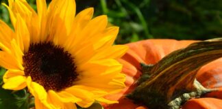 Sonnenblume mit Kürbis