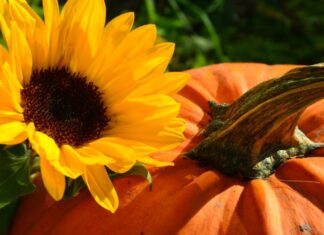Herbstmarkt auf Gut Heitlingen Sonnenblume mit Kürbis