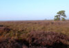 Bissendorfer Moor