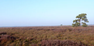 Bissendorfer Moor