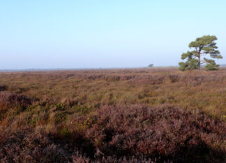 Botanischer Streifzug ins Bissendorfer Moor mit der Biologin Dr. Annemarie Schacherer Bissendorfer Moor