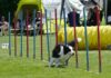 Bordercollie-Dame Flair pfeilschnell im Slalom.