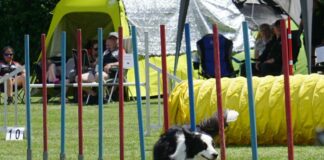 Bordercollie-Dame Flair pfeilschnell im Slalom.