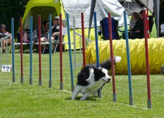Großes Agility-Turnier am Sahlkamp Bordercollie-Dame Flair pfeilschnell im Slalom.