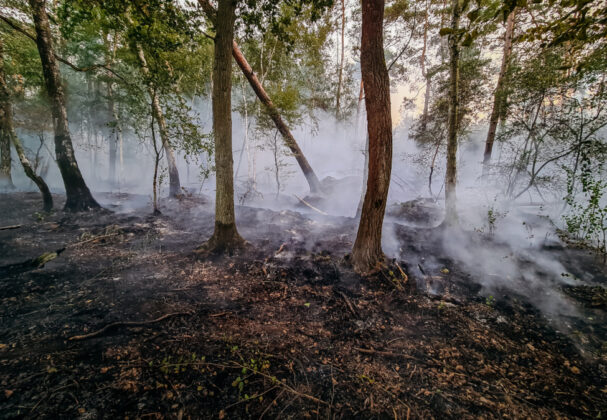 Waldbrand im Hämelerwald