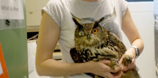 Wildtierdiskurs Ethik - Uhu