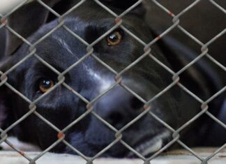 Finanzielle Unterstützung für Tierheime in Niedersachsen Hund hinter Zaun liegend