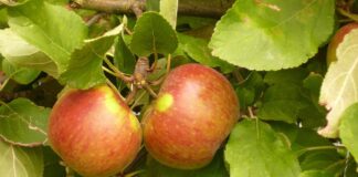 Äpfel - Sorte Elstar - am Baum