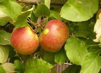 Elstar weiterhin an der Spitze der Apfelsorten Äpfel - Sorte Elstar - am Baum