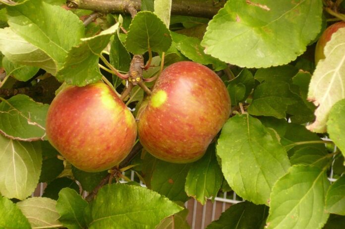Äpfel - Sorte Elstar - am Baum