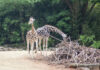 Zwei Giraffen im Erlebnis-Zoo Hannover