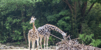 Zwei Giraffen im Erlebnis-Zoo Hannover