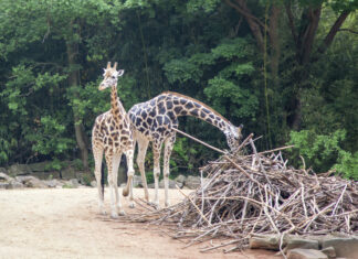 „ZOO-RUN BY NIGHT“ hilft dem Schutz der Giraffen Zwei Giraffen im Erlebnis-Zoo Hannover