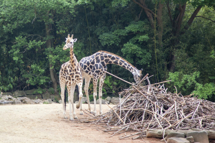 Zwei Giraffen im Erlebnis-Zoo Hannover