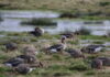 Blässgänse auf den Meerbruchswiesen am Steinhuder Meer