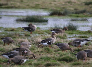 NABU bietet Ausflug zum Steinhuder Meer nach Winzlar – Ein Highlight in Niedersachsens Natur Blässgänse auf den Meerbruchswiesen am Steinhuder Meer