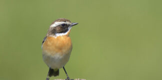 Braunkehlchen