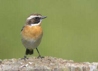 NABU: Das Braunkehlchen ist der Vogel des Jahres 2023 Braunkehlchen