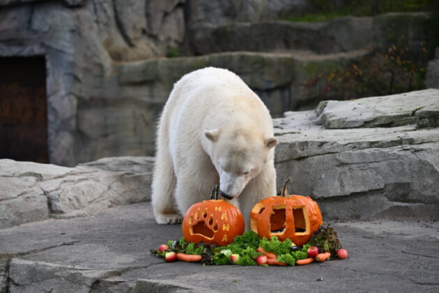 Halloween im Erlebnis-Zoo Hannover