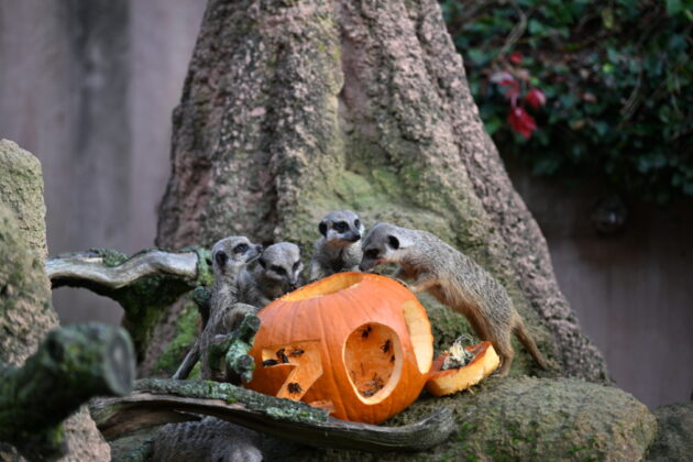 Halloween im Erlebnis-Zoo Hannover